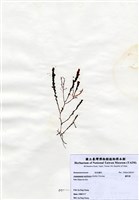 藏品(蘆筍藻)的圖片